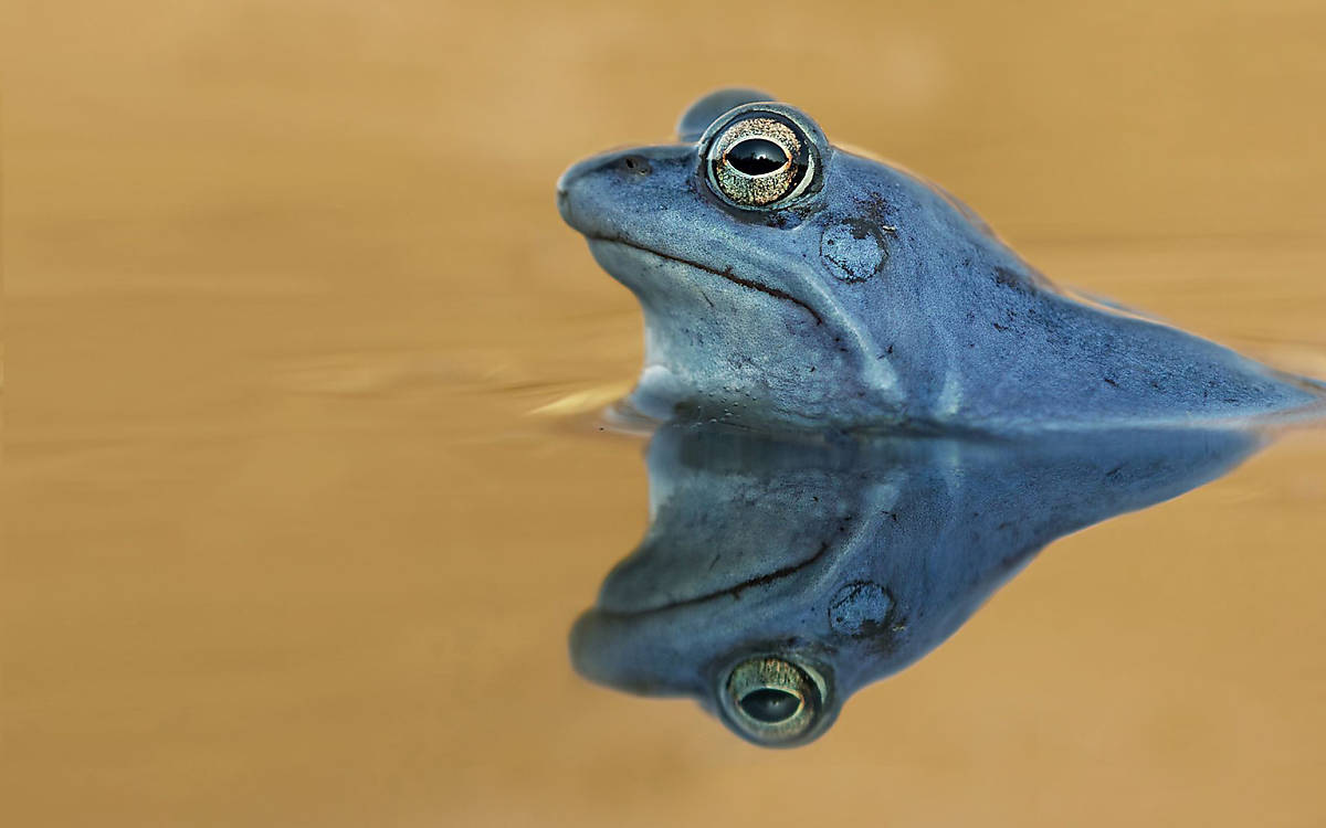 Blauer Moorfrosch - Foto: Arco Images GmbH / imageBROKER