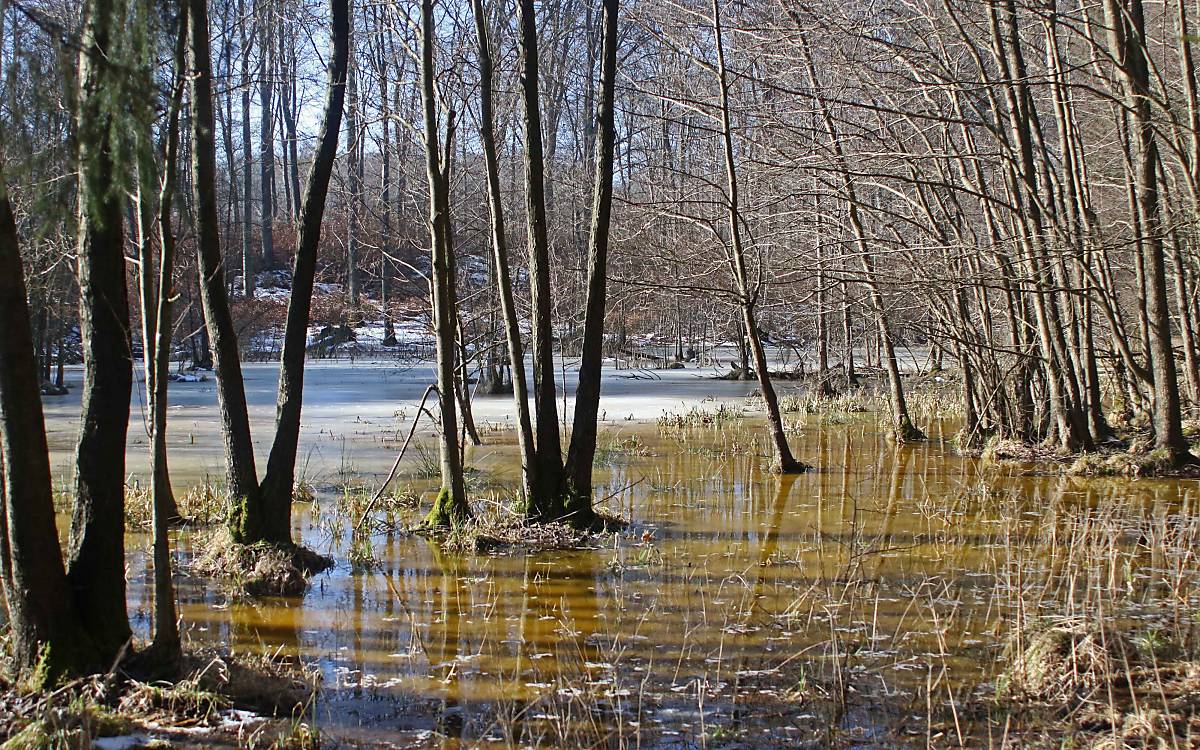 Hohe Wasserstände in den Flächen sollen die Gehölze zurückdrängen