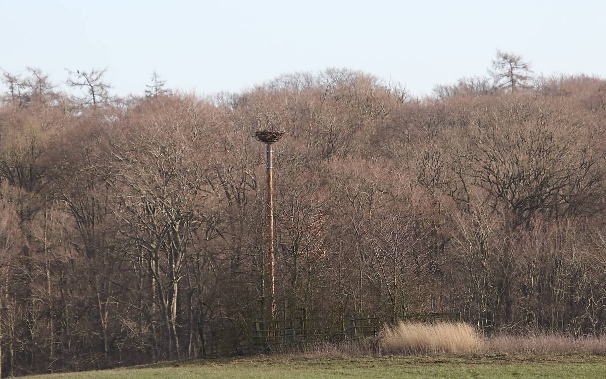 Künstlicher Horst auf 8 m hohem Stamm errichtet Foto: Michael Tetzlaff