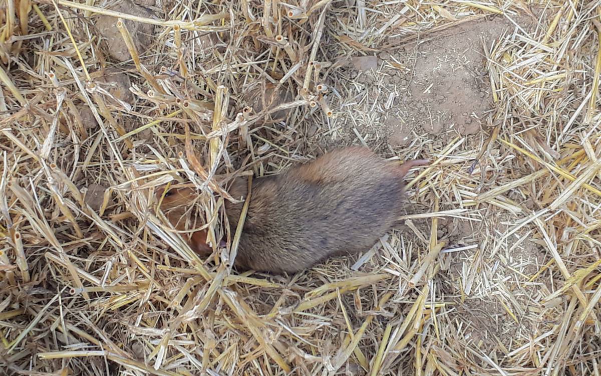 impressionen_feldhamster-gefunden_fabian-deuschle-1030x579