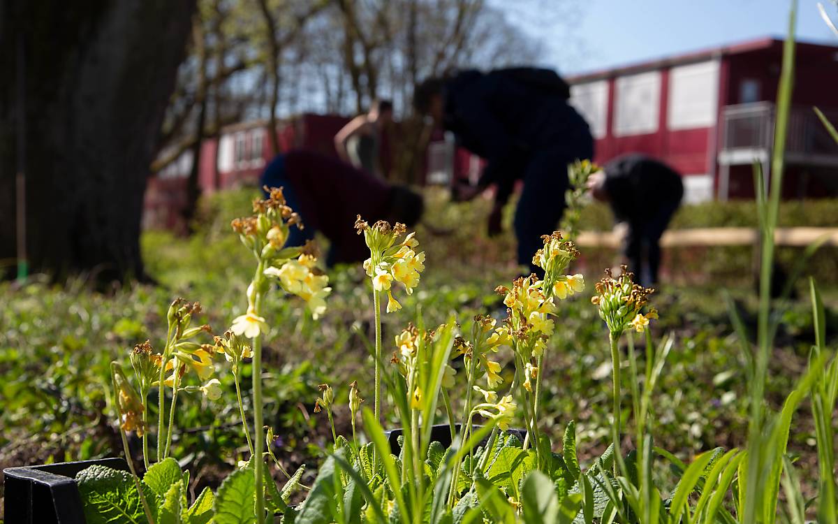 Gyula Trebitsch Schule Aktionstag wildbienenfreundlich pflanzen. Foto: Johannes Schäfer