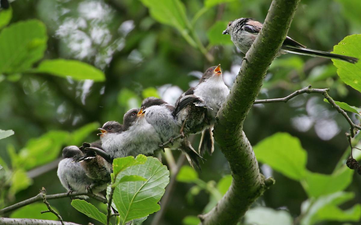 Schwanzmeisen (Aegithalos caudatus), Foto: © imageBROKER.com / FLPA / Bill Baston