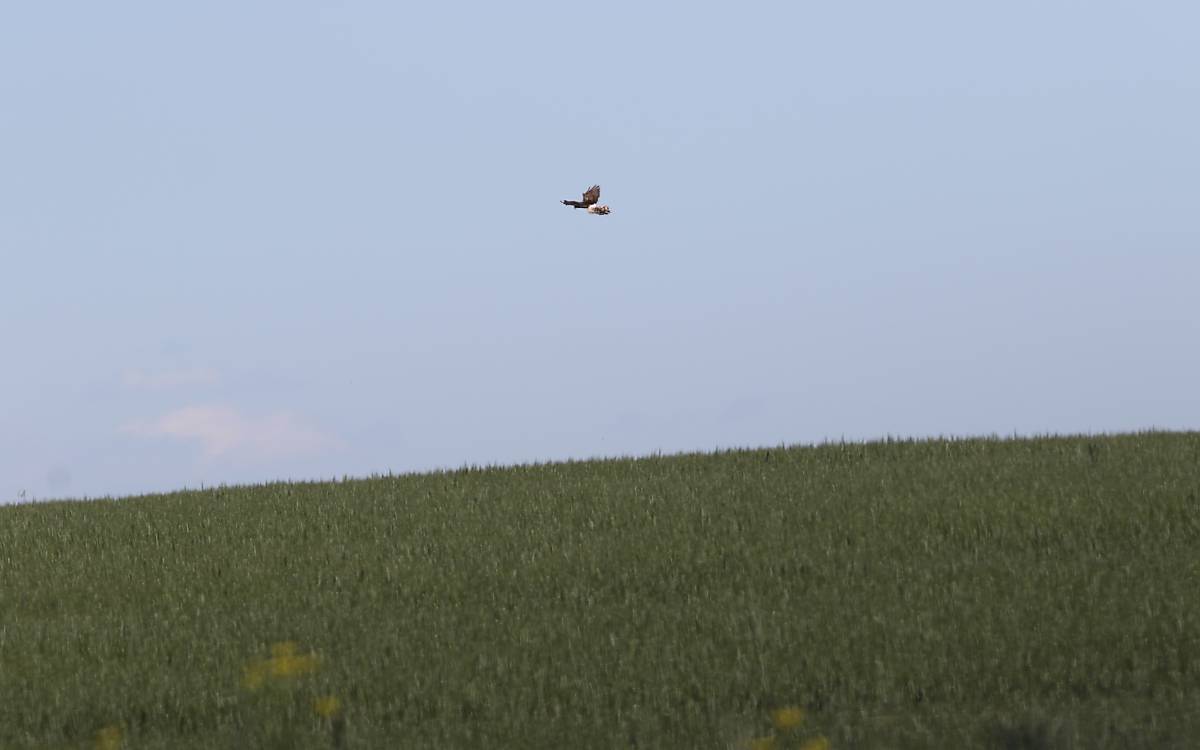 Wiesenweihe im Flug Foto: Simone Müller