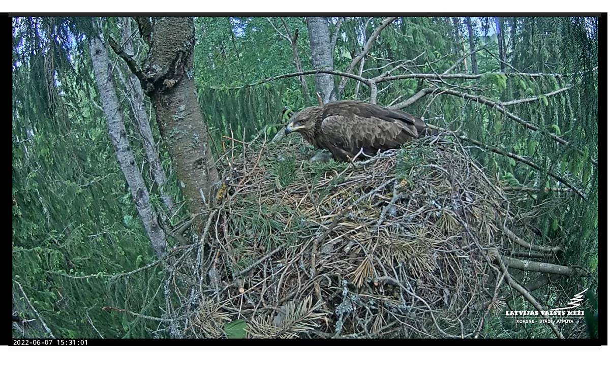 bilder-von-der-live-webcam_3a-screenshots-07-08-juni2022