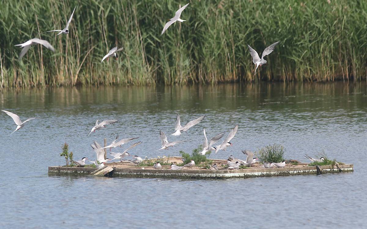 Eine unserer größten heimischen Seeschwalben brütet ebenfalls in Klepelshagen.