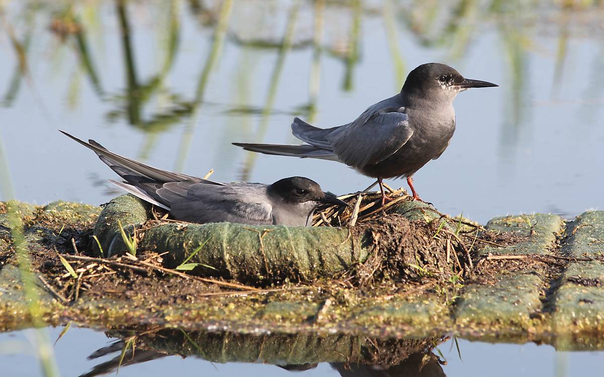 Trauerseeschwalbenpaar beim Brüten auf einer künstlichen Nisthilfe in Klepelshagen.