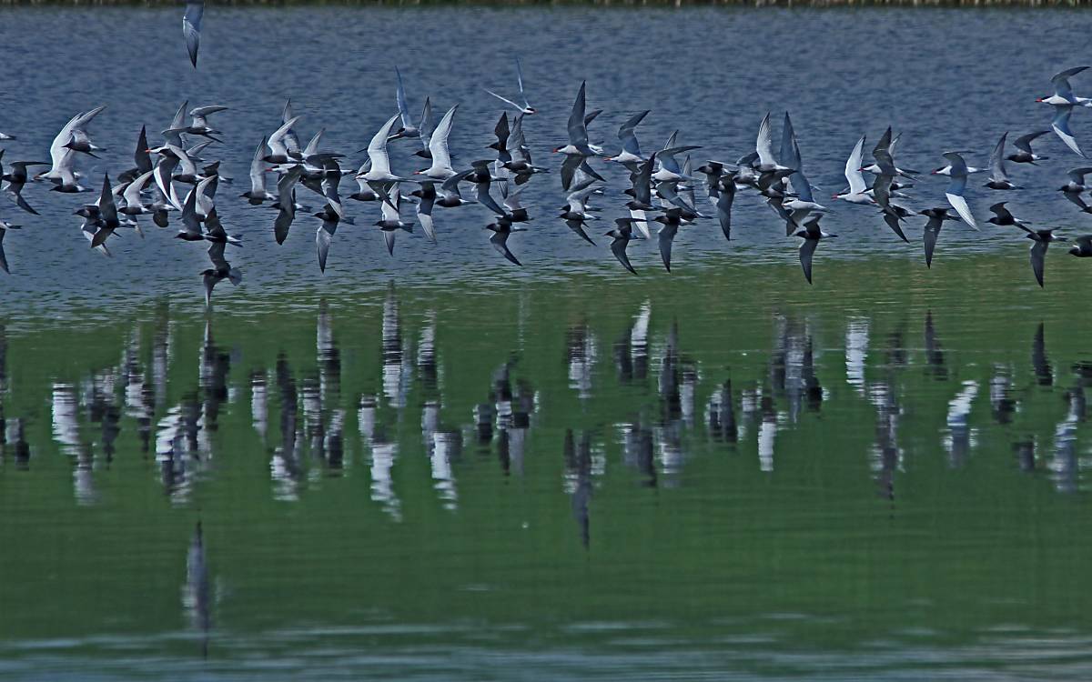 header_trauerseeschwalben-und-lachmoewen-im-flug_michael-tetzlaff