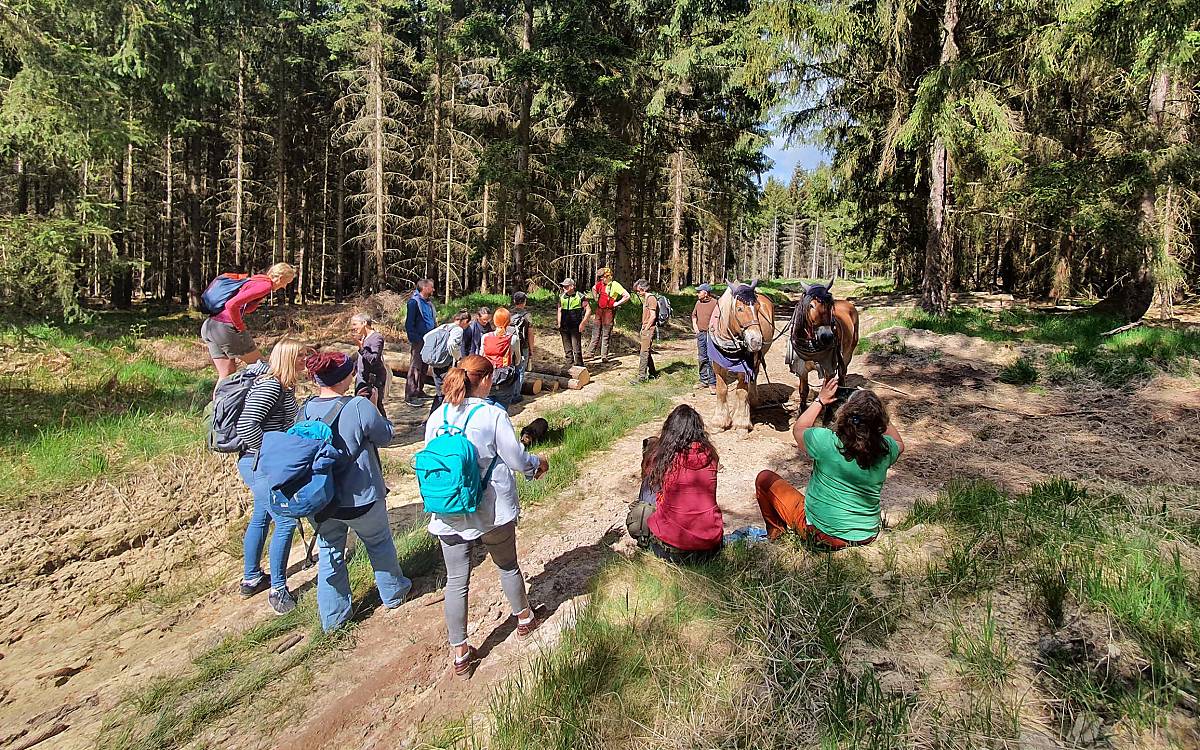 Im Wald mit den Waldarbeitern und Rückepferden