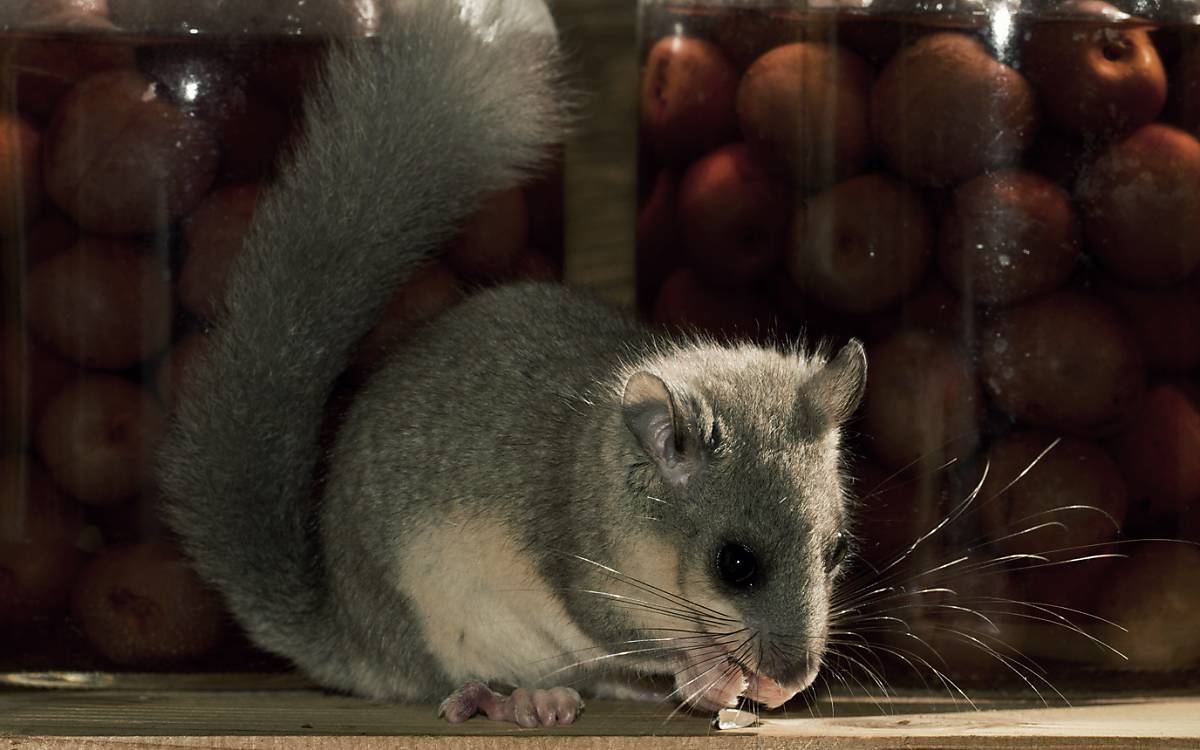 Siebenschläfer scheuen auch die Nähe des Menschen nicht und siedeln in der Nähe von Streuobstwiesen und Scheunen, die ihnen Unterschlupfhöhlen zum Schlafen bieten.