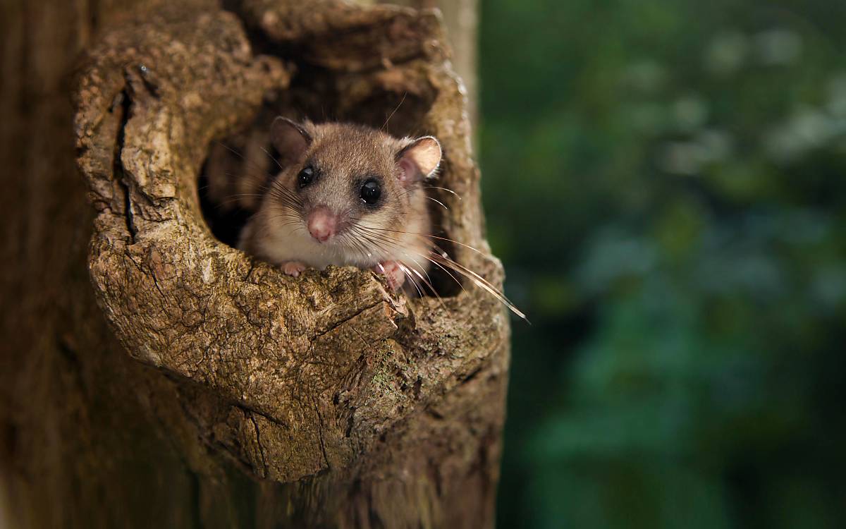 Der Siebenschläfer (Glis glis) - Foto: imageBroker / J. Fieber