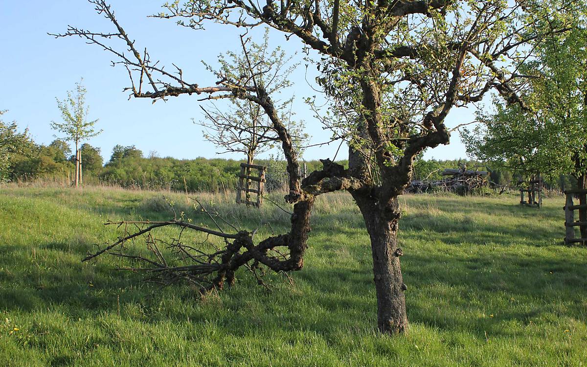 Die knorrigen Obstbäume, teilweise mit abgestorbenen Ästen, sind typisch für Streuobstwiesen.