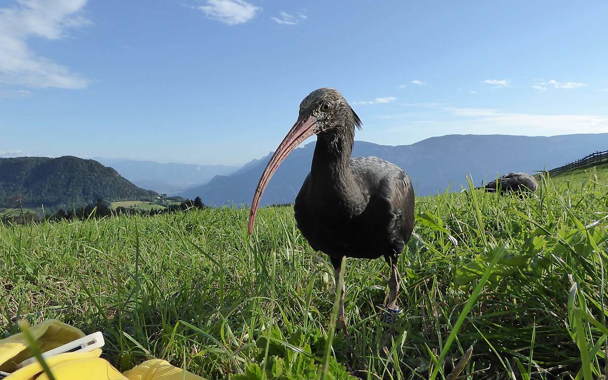 junge-waldrappe-lernen-fliegen_junger-waldrapp-macht-sich-mit-equipment-vertraut