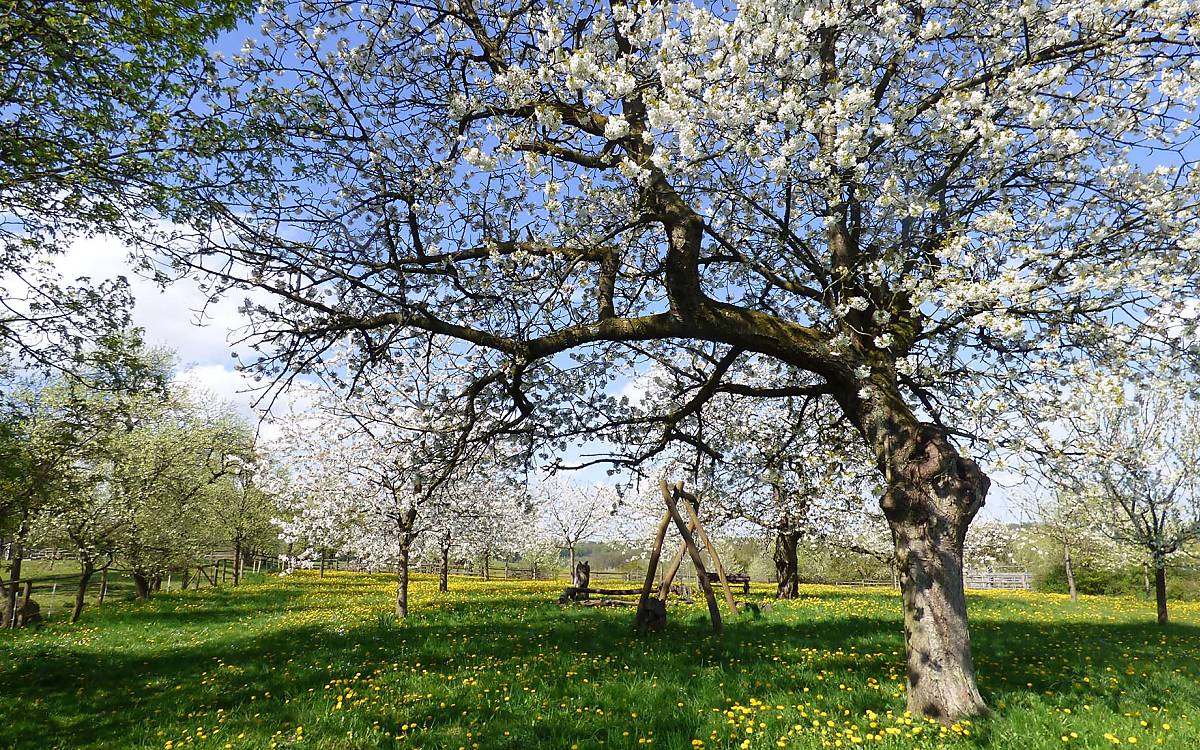 Im Frühling zeigt sich die Streuobstwiese mit ihren blühenden Obstbäumen in voller Pracht.