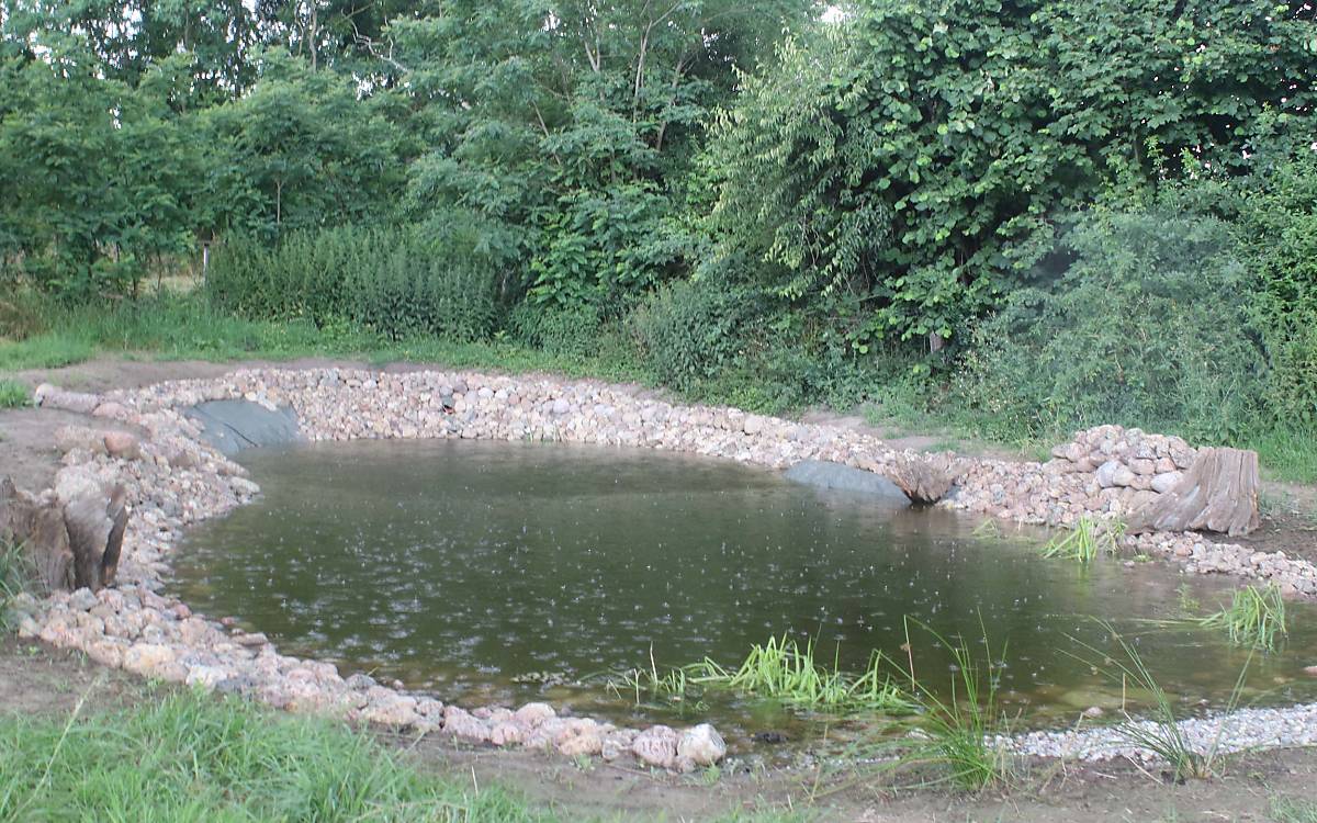 Der neu angelegte Teich bietet zusätzlichen Lebensraum.