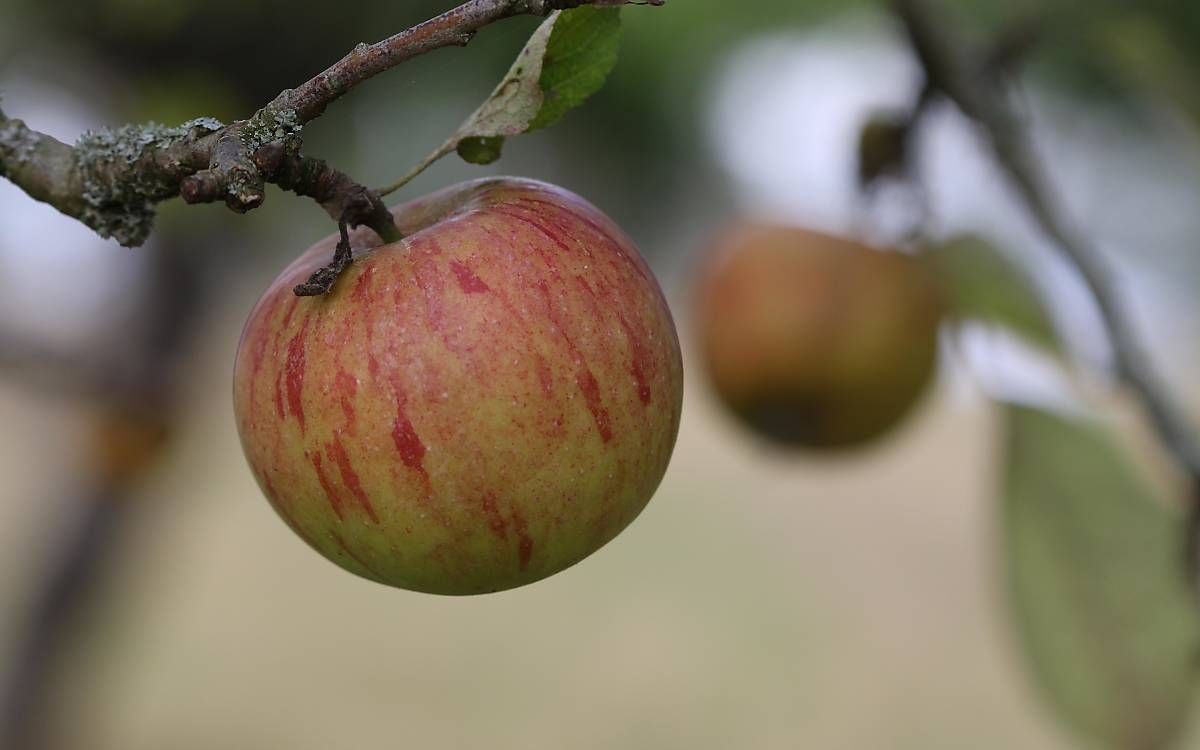 Apfel eines Obstbaums auf einer Streuobstwiese in Klepelshagen - Foto: Michael Tetzlaff