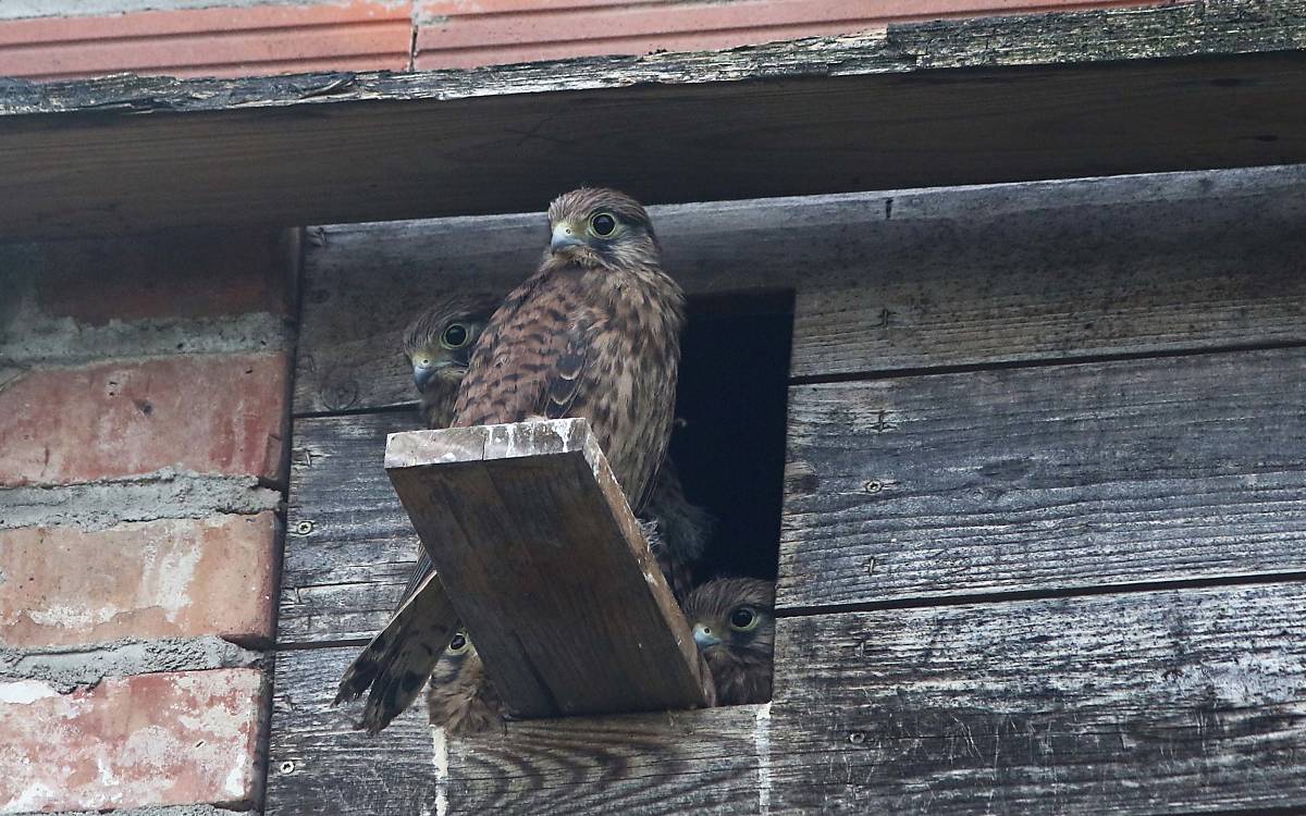 Junge Turmfalken am Nistkasten im Trafohaus Klepelshagen