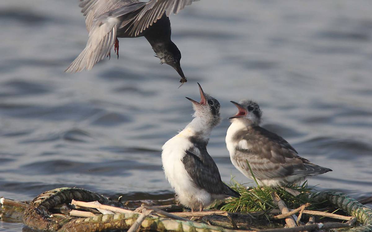 Trauerseeschwalbe füttert fast flügge Jungvögel.