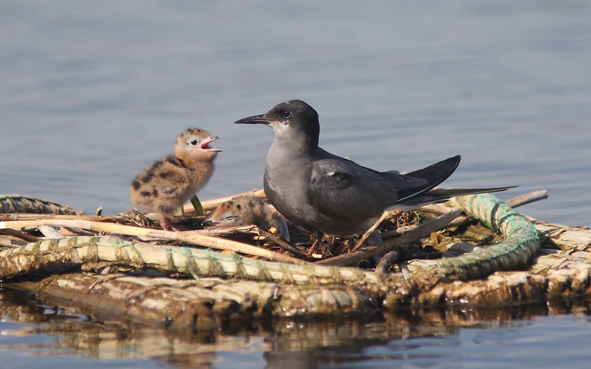 Trauerseeschwalbe mit nur wenige Tage altem Küken