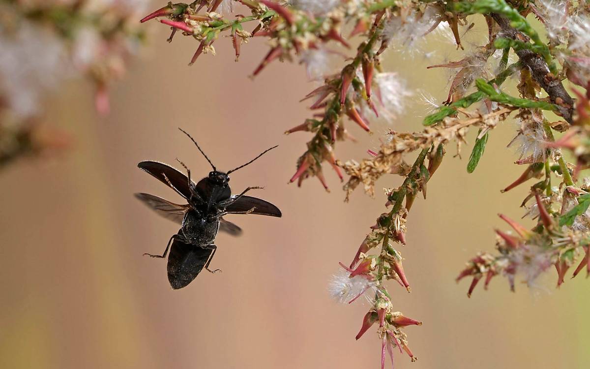 Schnellkäfer (Hemicrepidius niger) - © imageBROKER.com / André Skonieczny