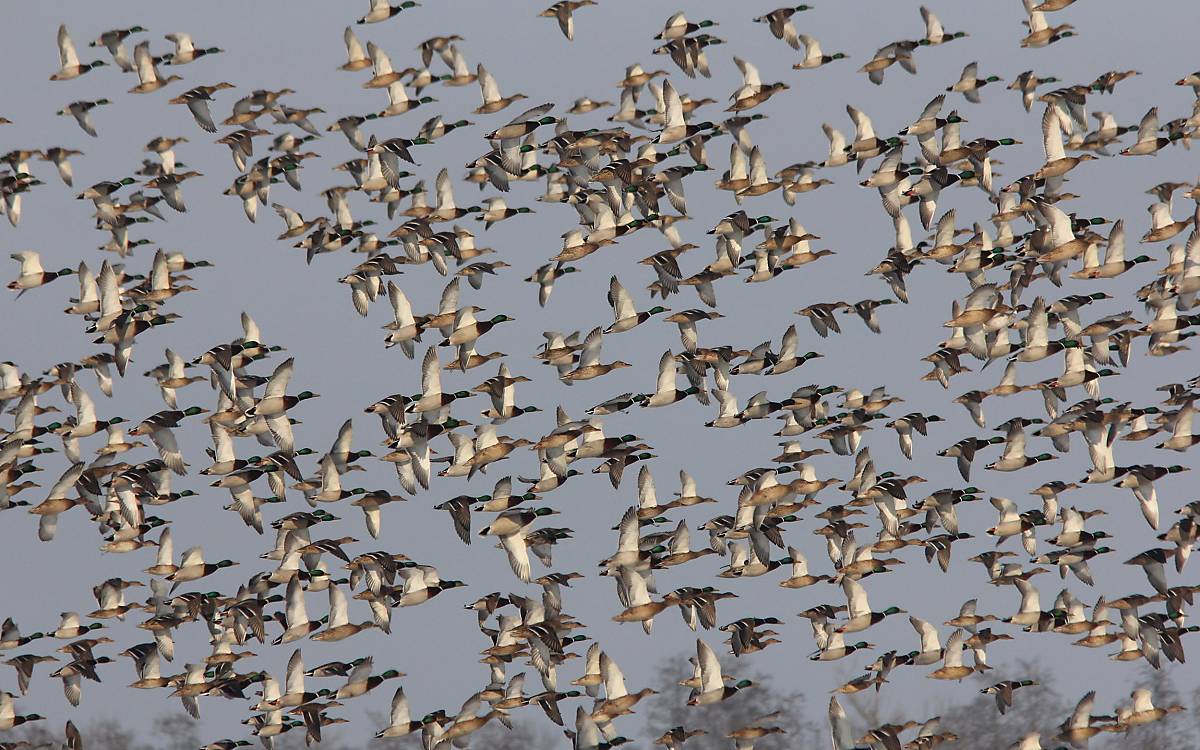 Enten ohne Ende: Tausende Enten verschiedener Arten rasten alljährlich am Galenbecker See.