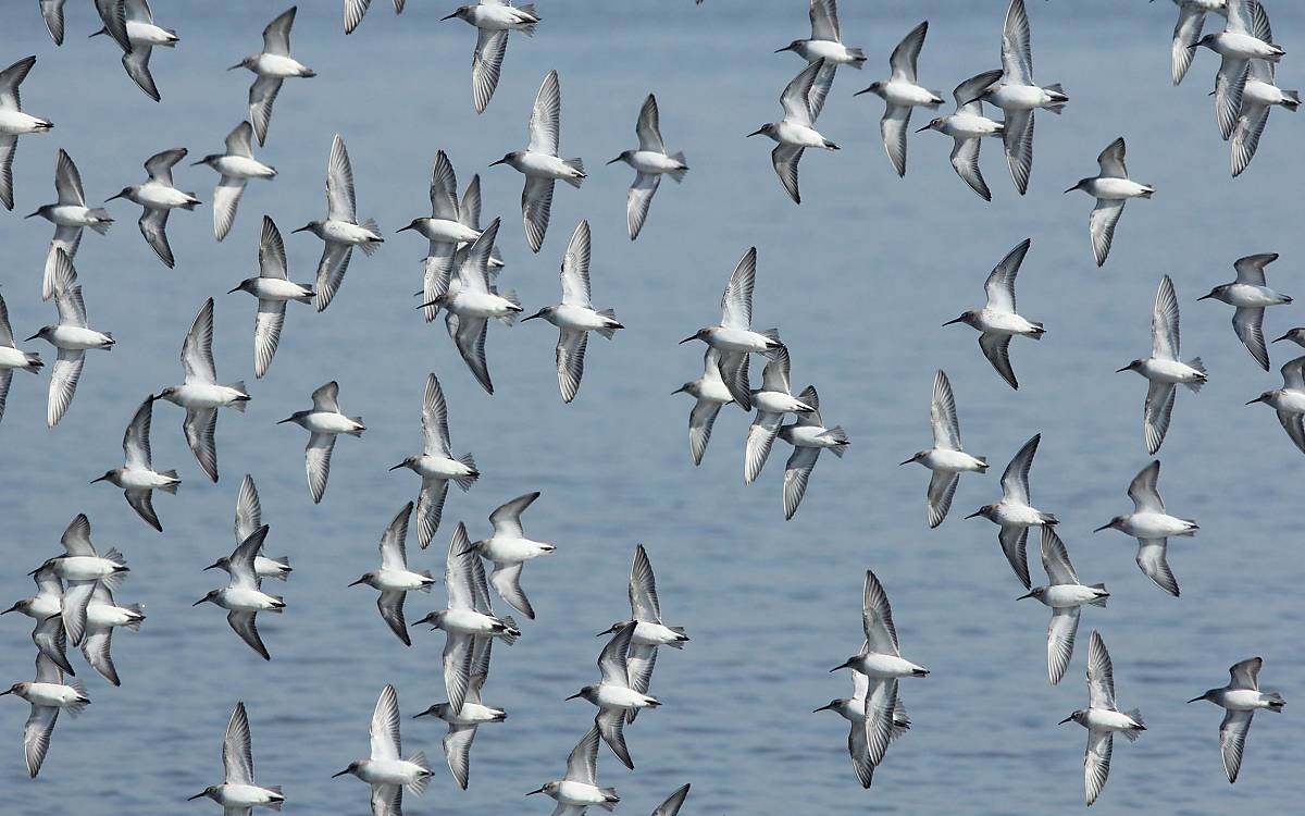 Alpenstrandläufer im Anflug: Im Herbst ist Calidris alpina eine der häufigsten Watvogelarten im Gebiet.