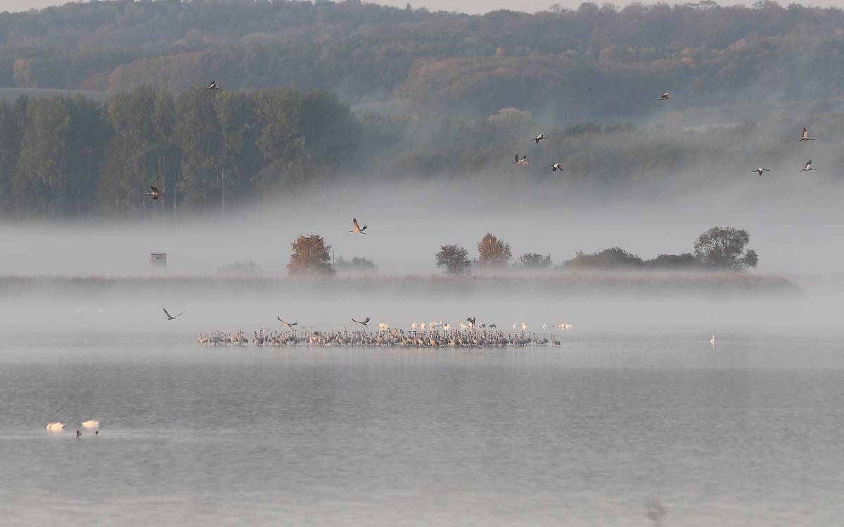 Vögel versammeln sich zur Nacht am Galenbecker See