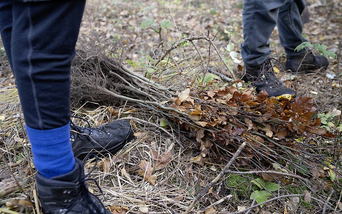 Aller Anfang ist klein: ein Bündel Buchensetzlinge.