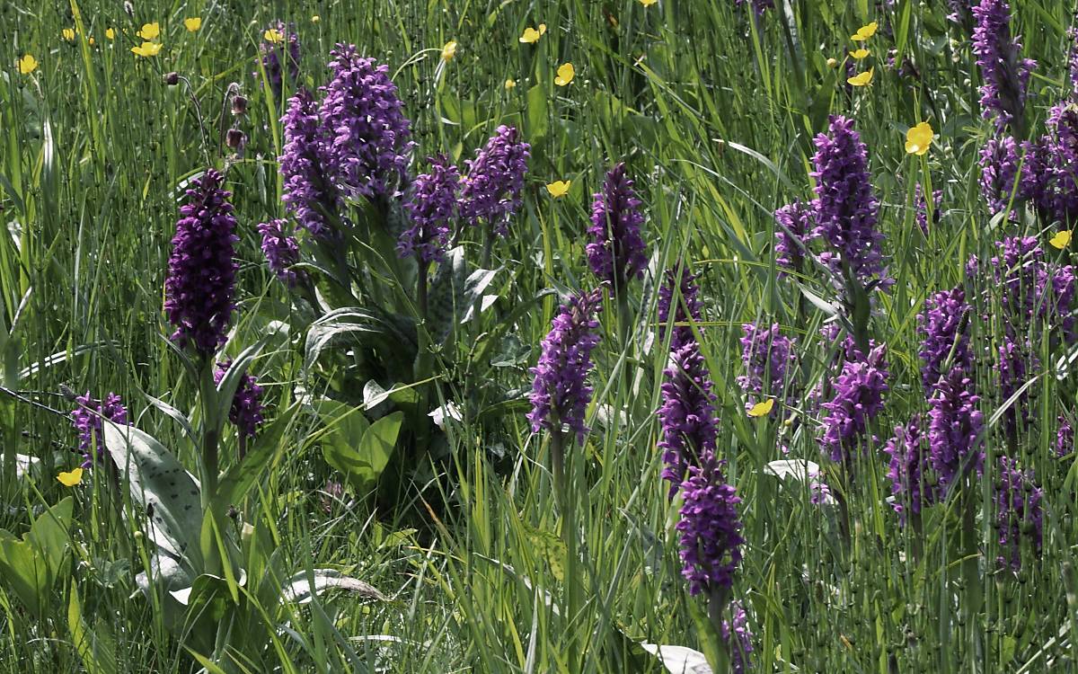 Knabenkräuter gehören zur Familie der Orchideen. Sie bevorzugen sonnige oder halbschattige Standorte.