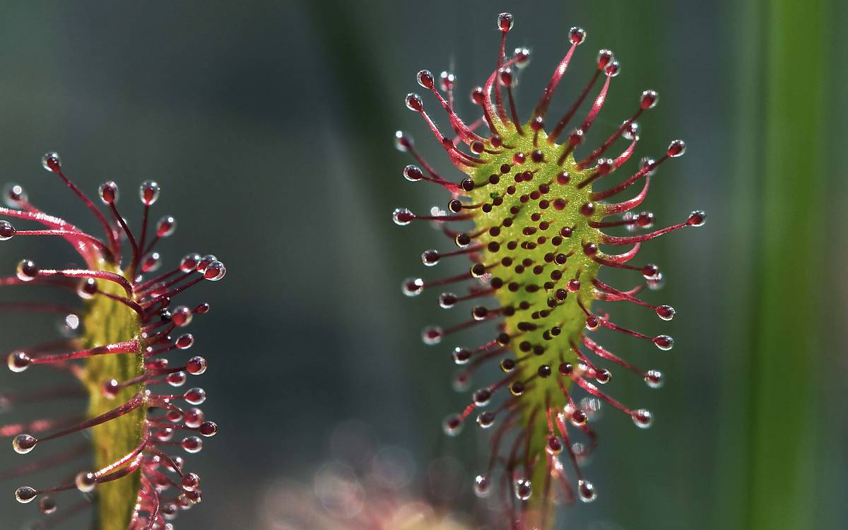 Mittlerer Sonnentau (Drosera intermedia)