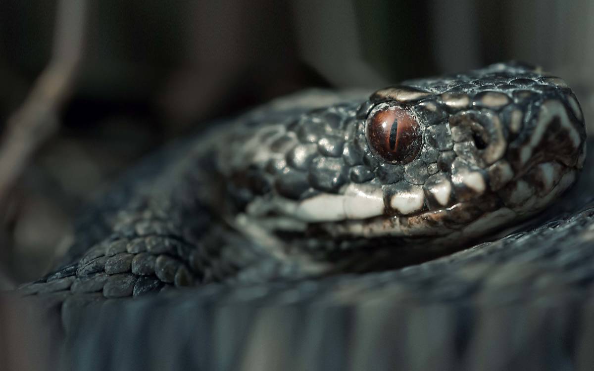 Kreuzotter (Vipera berus)