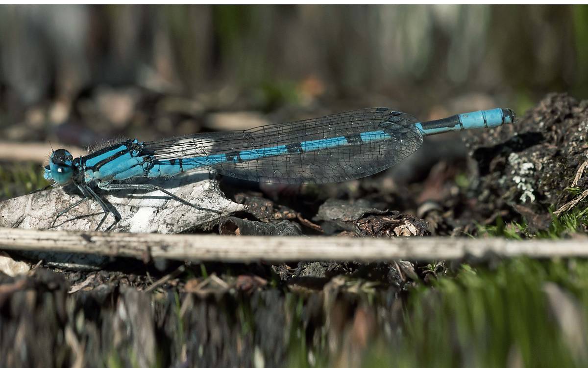 Die Gemeine Becherjungfer (Enallagma cyathigerum)