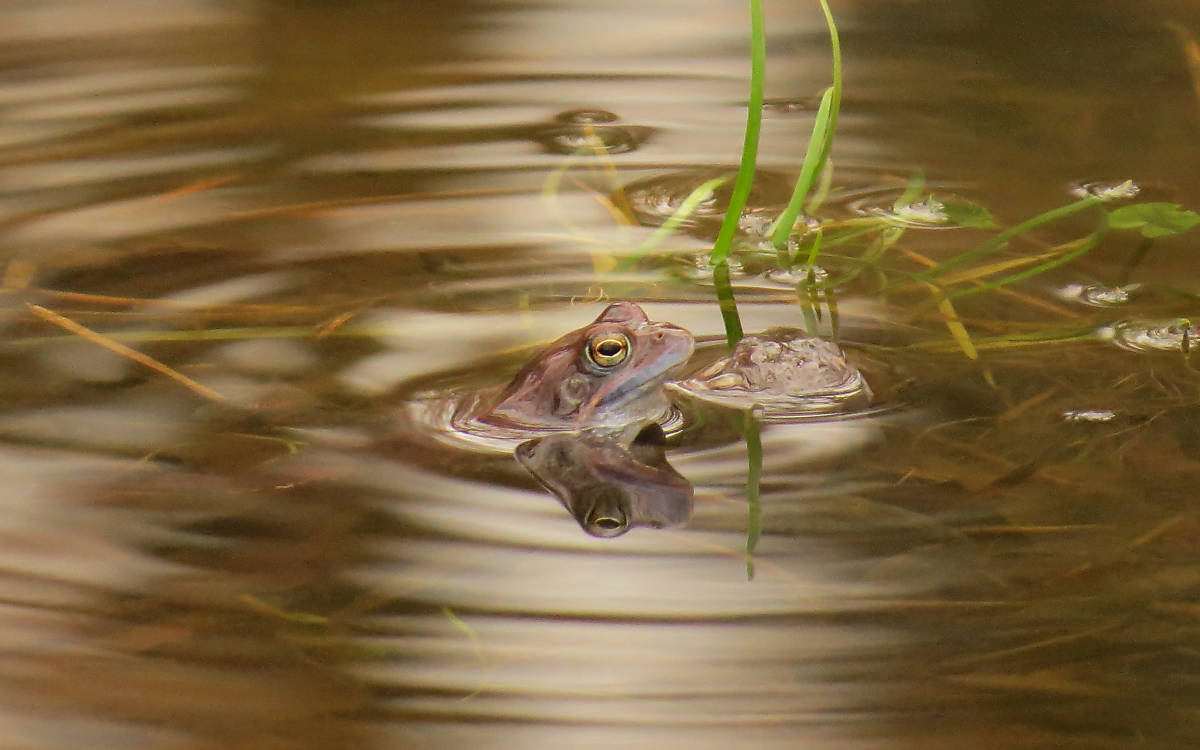 Der Moorfrosch (Rana arvalis)