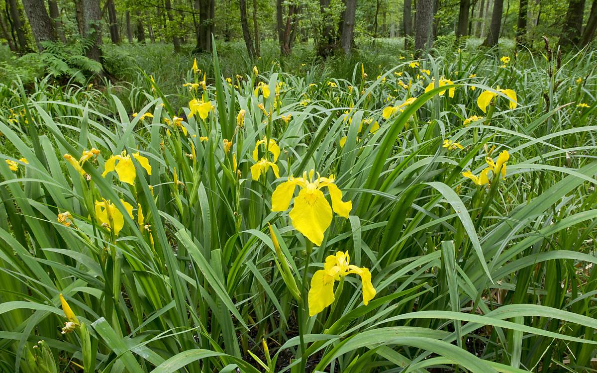 Sumpf-Schwertlilien (Iris pseudacorus)