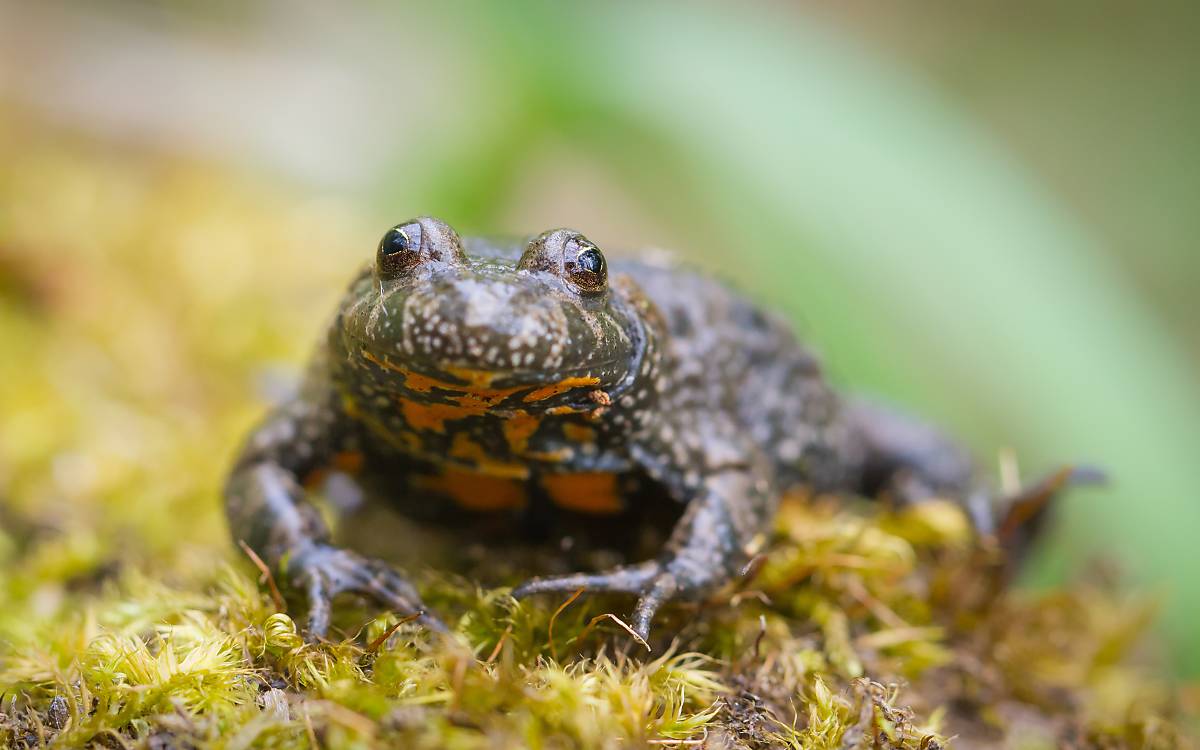 Rotbauchunke (Bombina bombina)