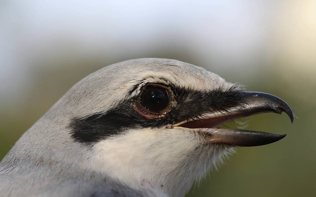 Der Raubwürger kann mit seinem greifvogelähnlichen Schnabel leicht Mäuse zerkleinern.