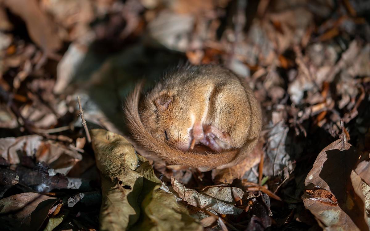 Haselmaus (Muscardinus avellanarius), schläft Foto: © imageBROKER.com / Farina Graßmann