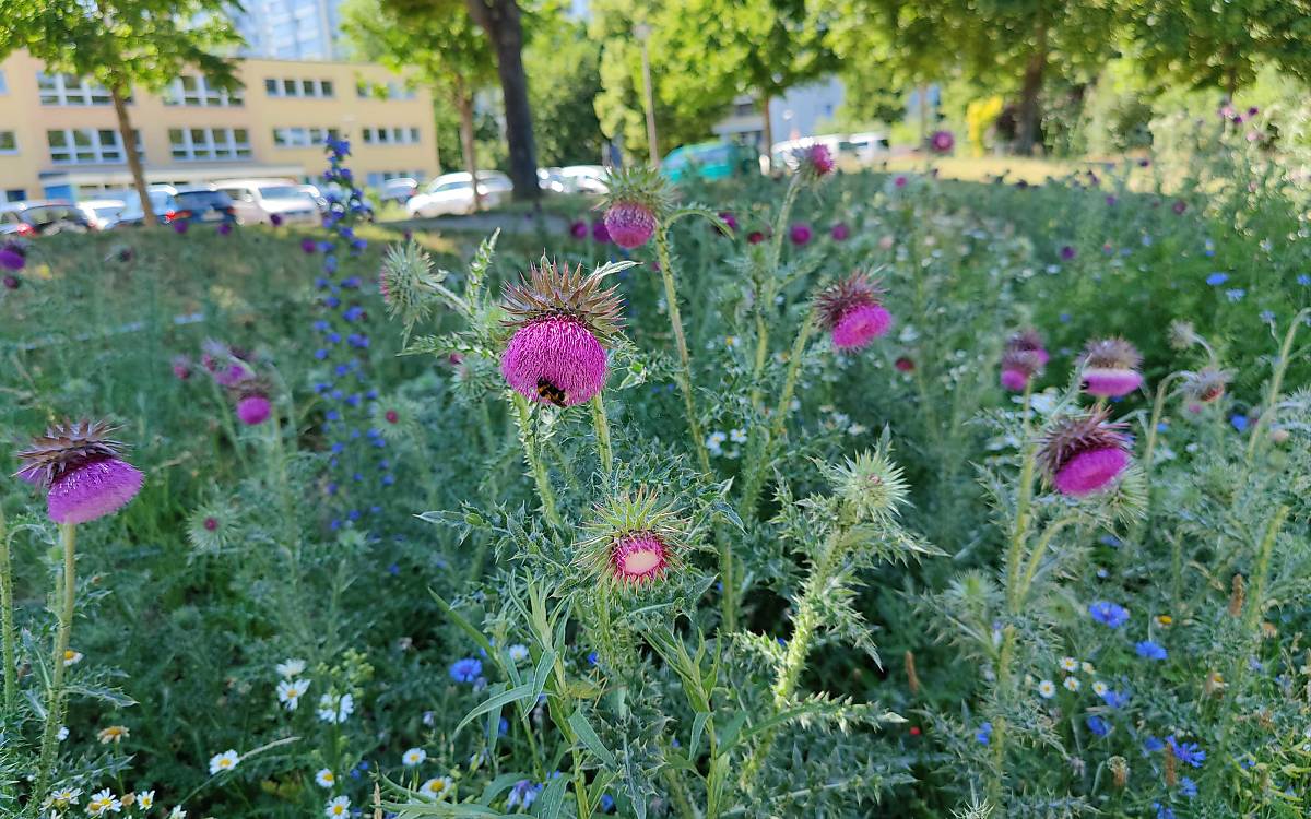 Nickende Distel, Kornblumen und Natternkopf am Hofzeichendamm im Sommer 2022