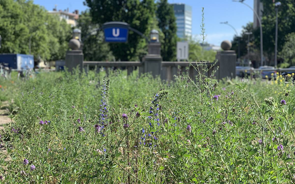 Am U-Bahnhof Hohenzollernplatz blühen Wildblumen wie Natternkopf und Saat-Luzerne.