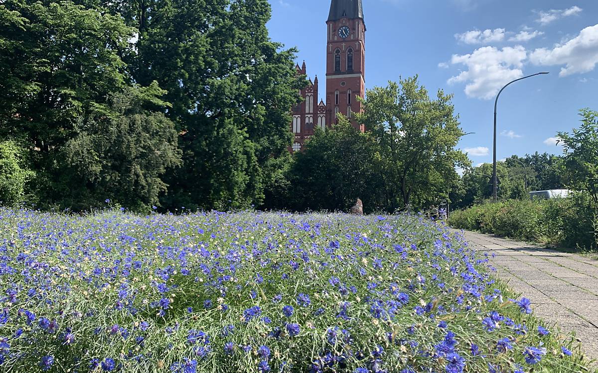 Ein blaues Blütenmeer aus Kornblumen am Kissingenplatz