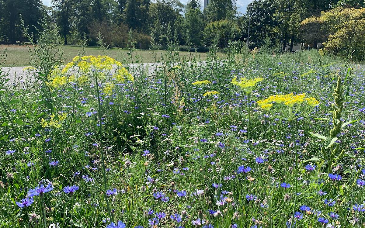 Wildblumenwiese im Ruhwaldpark mit Fenchel, Kornblumen und Schafgarbe