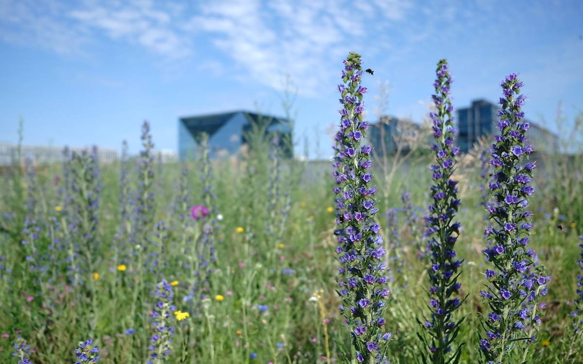 Blühender Natternkopf auf der Wildblumenwiese im Spreebogenpark mit dem Hauptbahnhof im Hintergrund