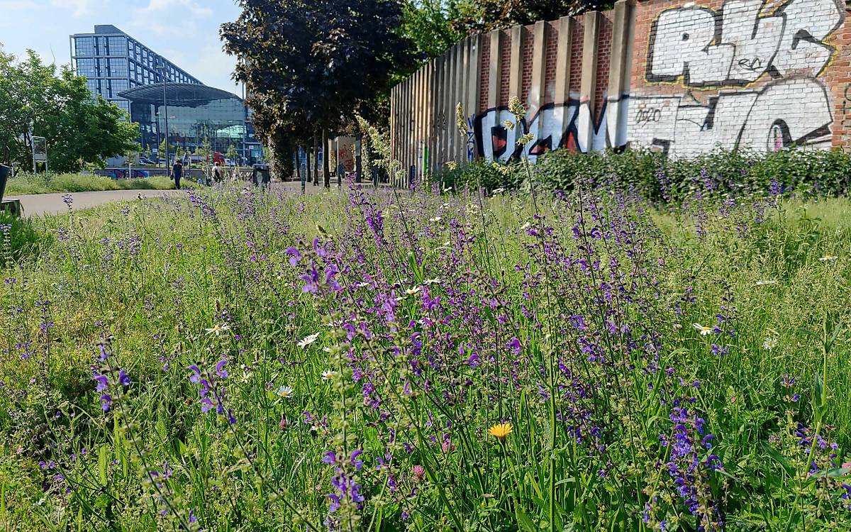 Wiesensalbei im Geschichtspark im Sommer 2021