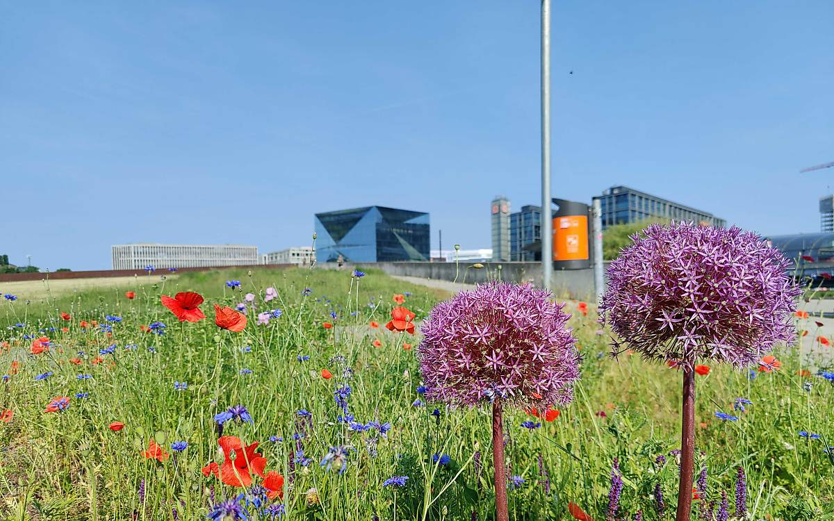 Kugellauch, Mohn- und Kornblumen am Wildbienenlehrpfad im Spreebogenpark - Foto: Tom Bluth