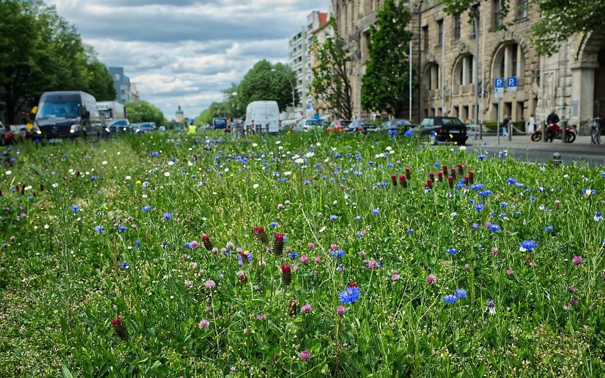 Auf dem Mittelstreifen in der Otto-Suhr-Allee blühen Rotklee, Inkarnat-Klee und Kornblumen.