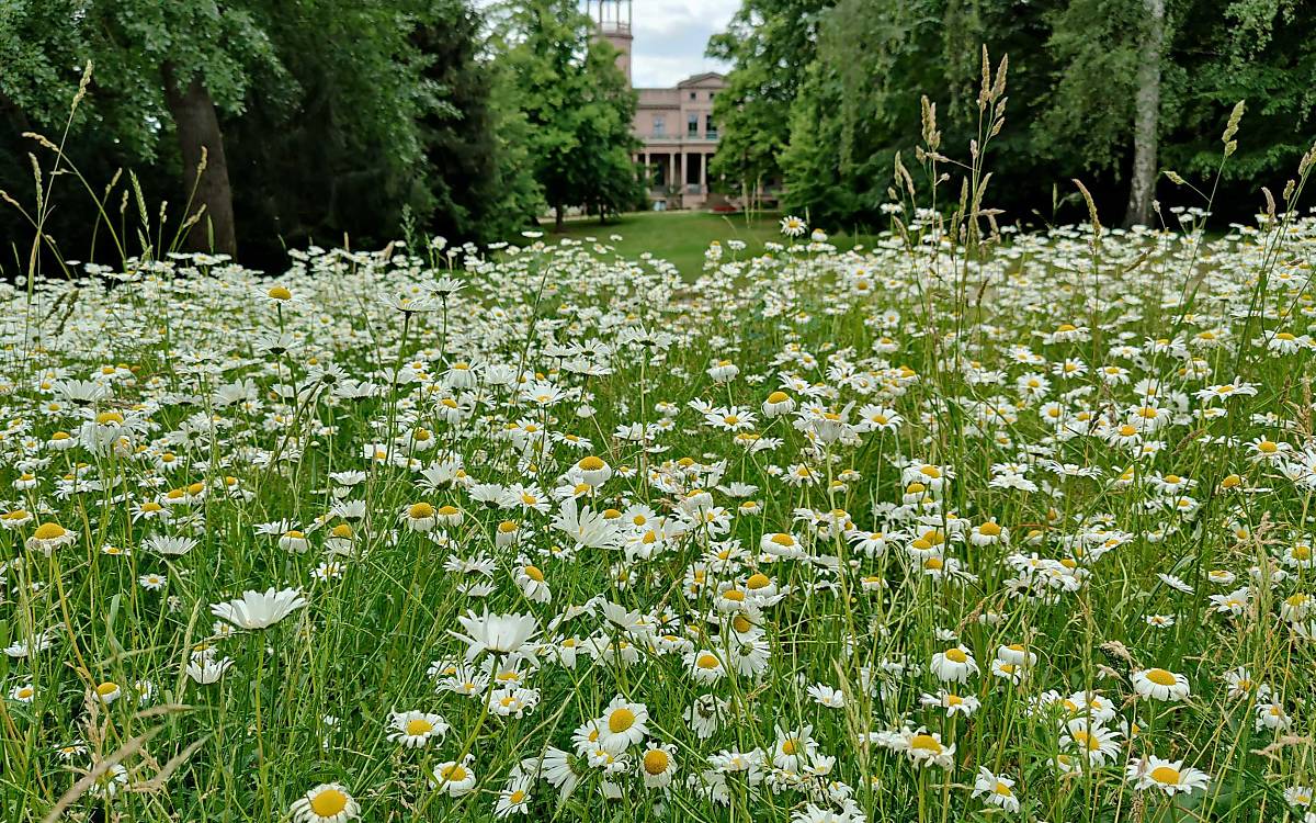 Wiesenmargeriten im Schlosspark Biesdorf