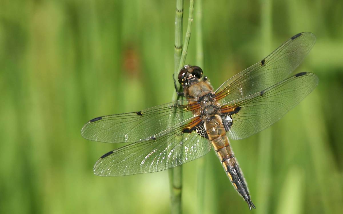 galerie-verschiedene-libellenarten_dr-peter-schmidt__img_3711_vierfleck-libelle