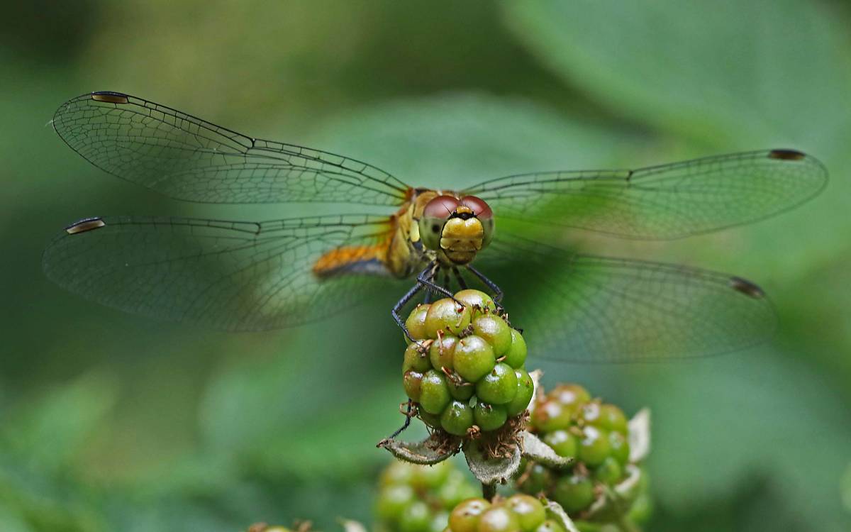 Libelle – Foto: Michael Tetzlaff