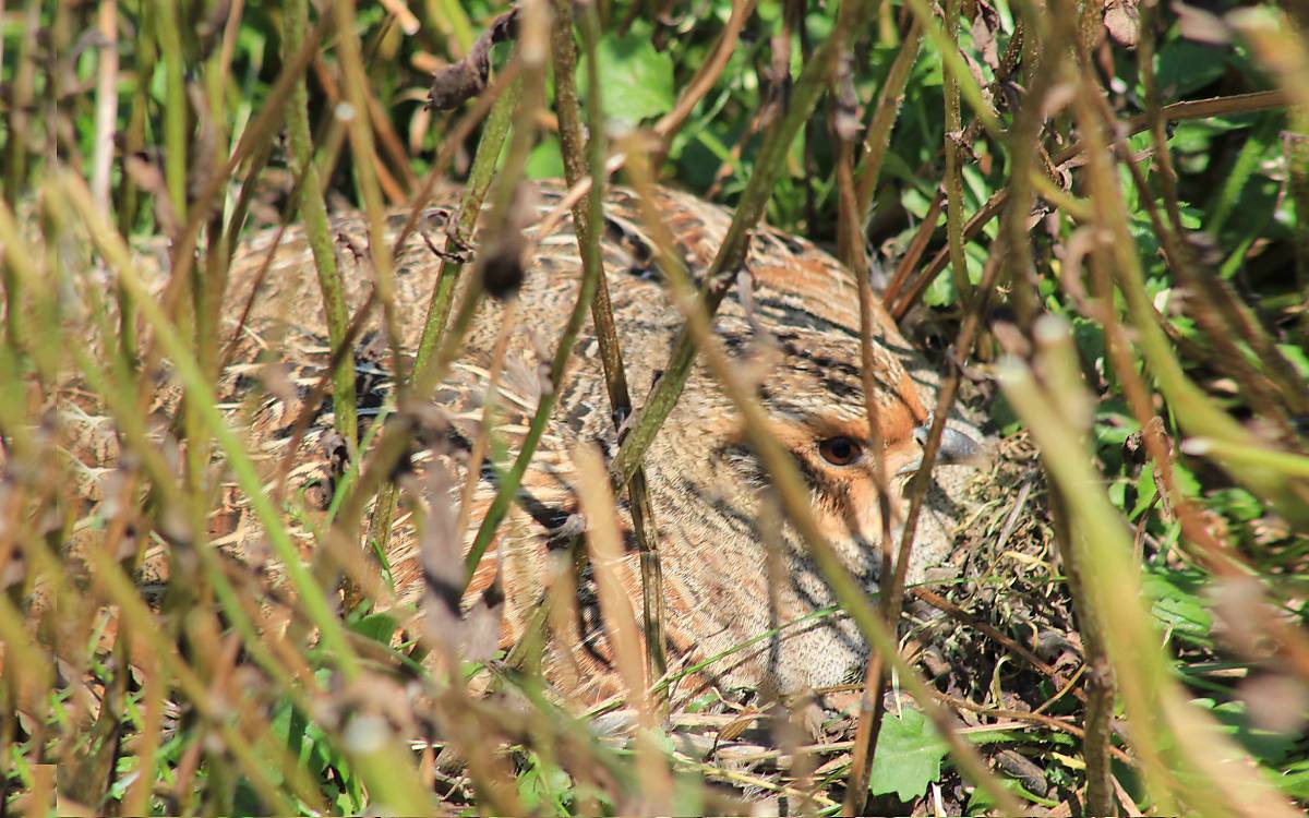 wildtiere-profitieren-von-bunter-biomasse_werner-kuhn___img_0895_bunte-biomasse_rebhuhn