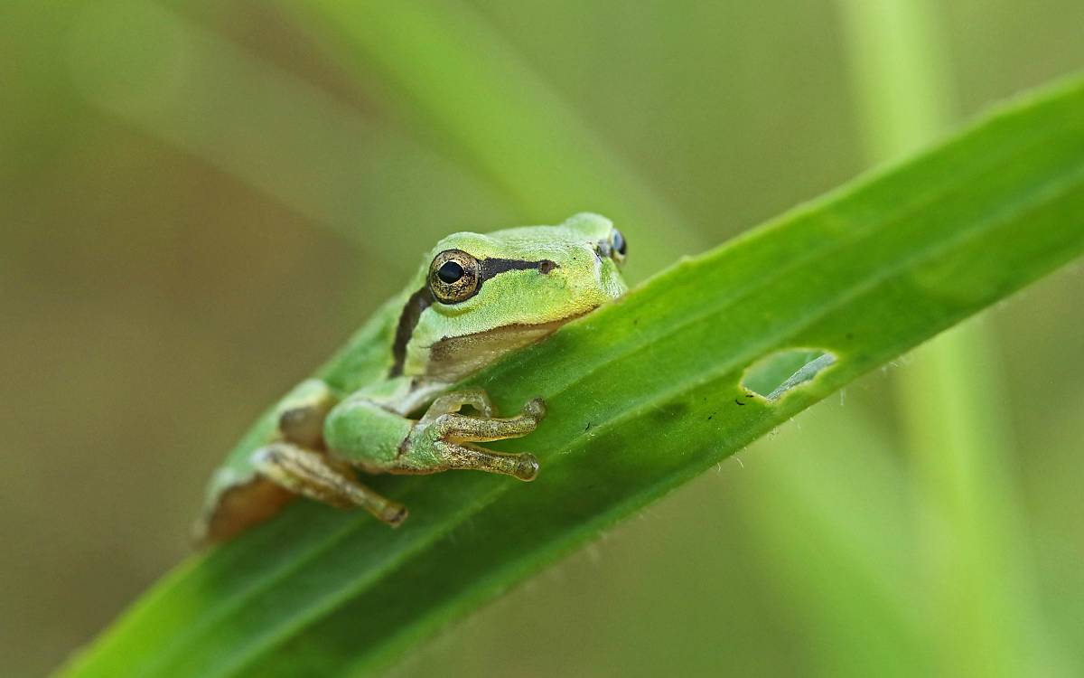 Der Laubfrosch (Hyla arborea) hat von den Waldmoorrenaturierungen profitiert.