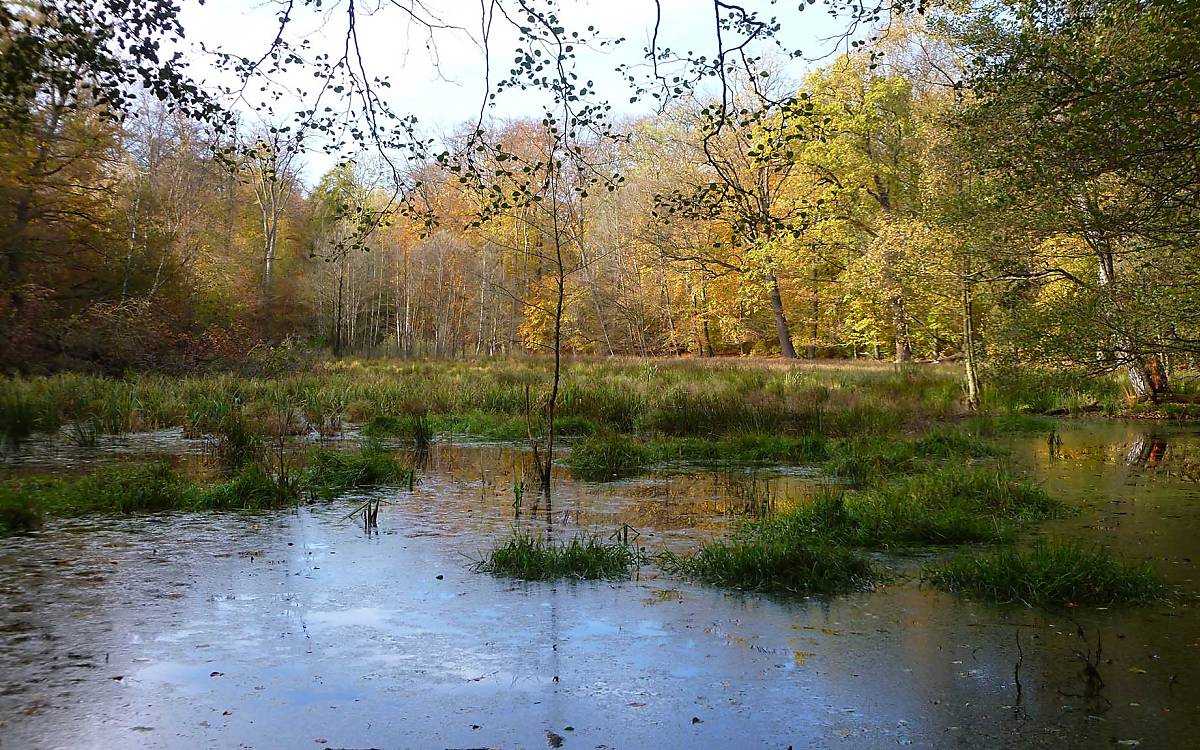 Waldmoore haben eine wichtige Rolle im Wasserhaushalt des Waldes.